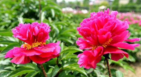 Herbaceous peonies cultivated by Yangzhou University